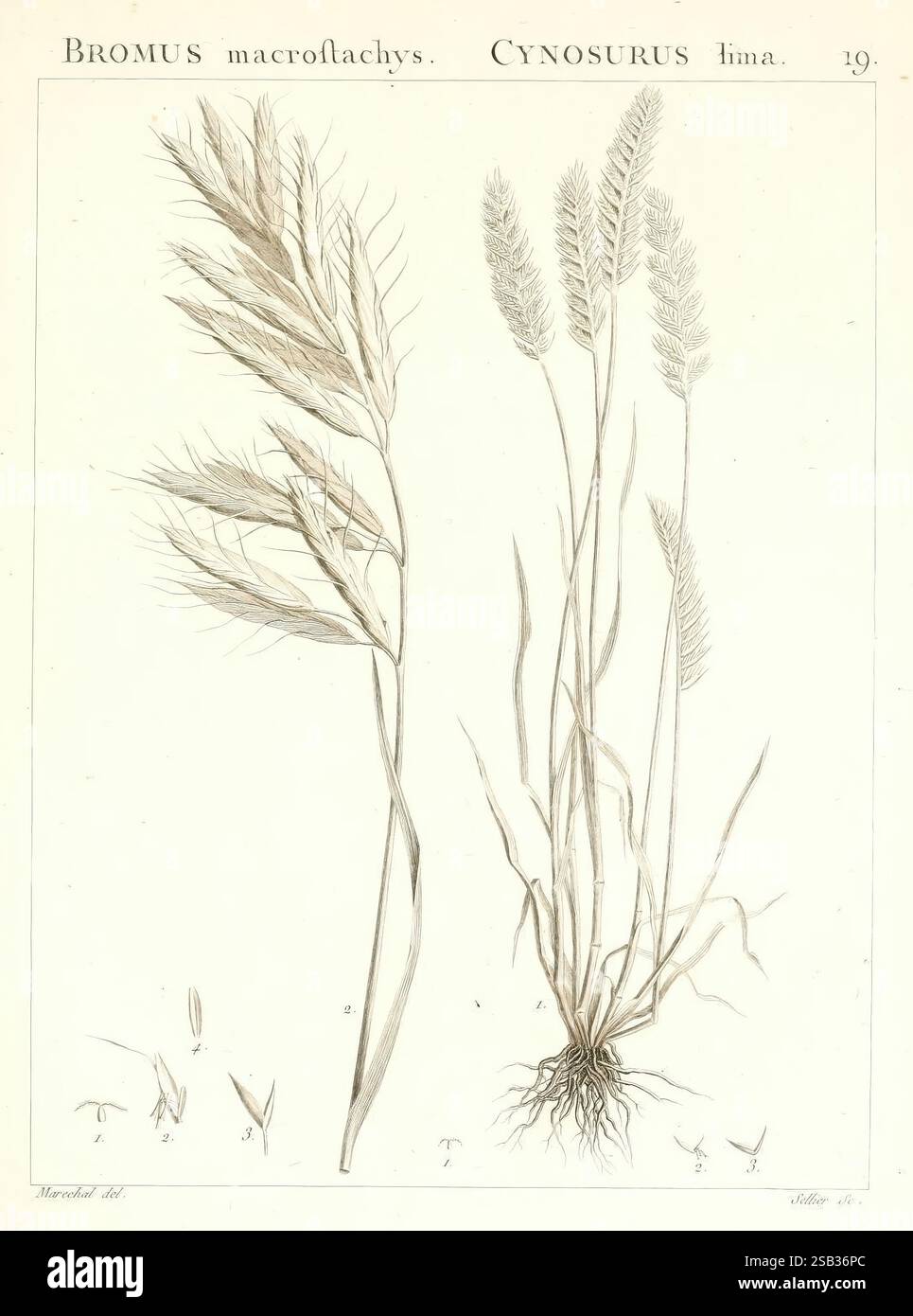 Feathery Roots Feathery flower spike displays densely hi-res stock photography and ...