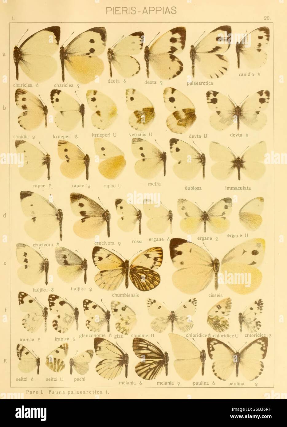 The Macrolepidoptera of the world, Stuttgart, Seitz'schen (Kernen ...