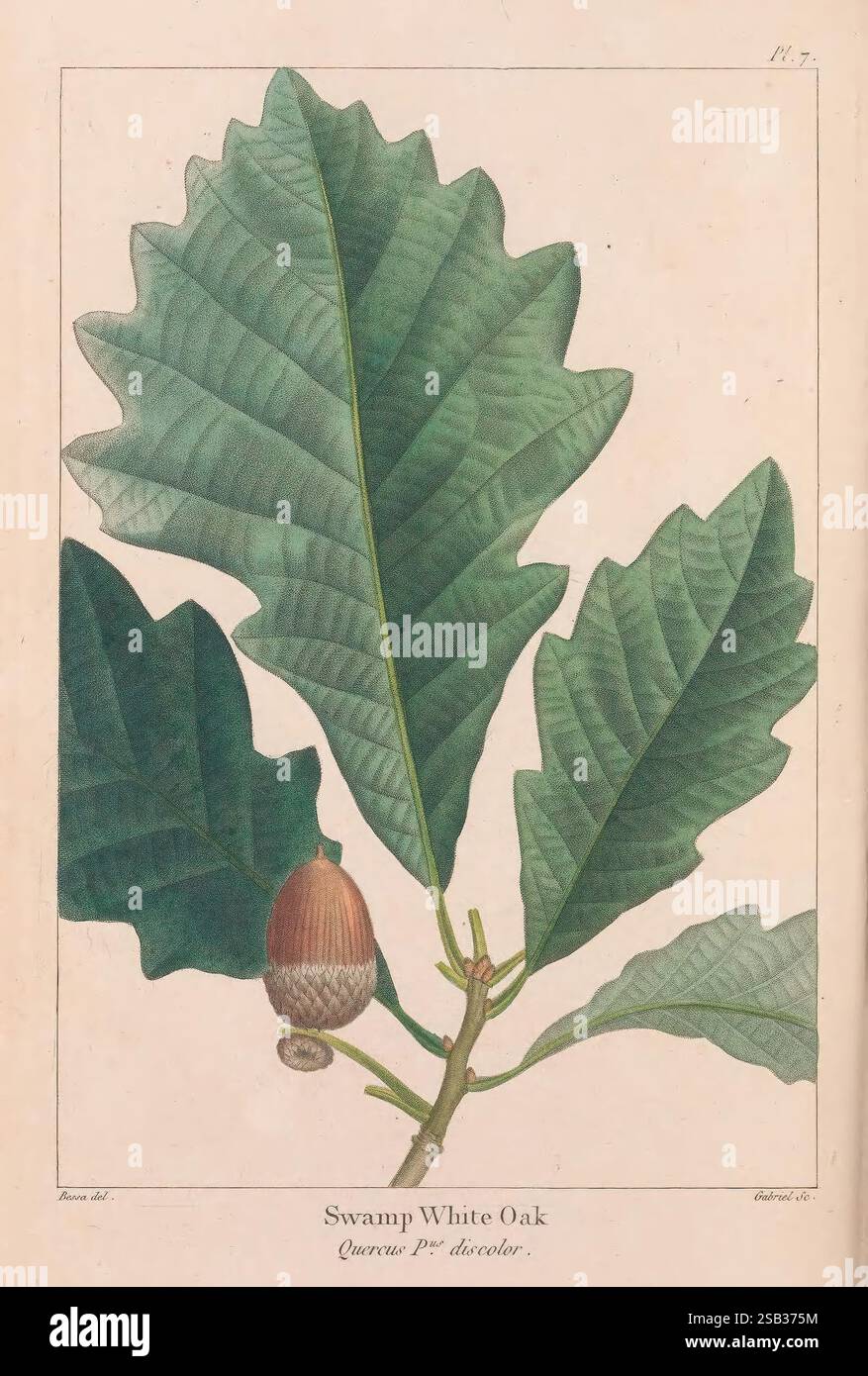 The North American Sylva Philadelphia R.P. Smith 1853 botany North ...