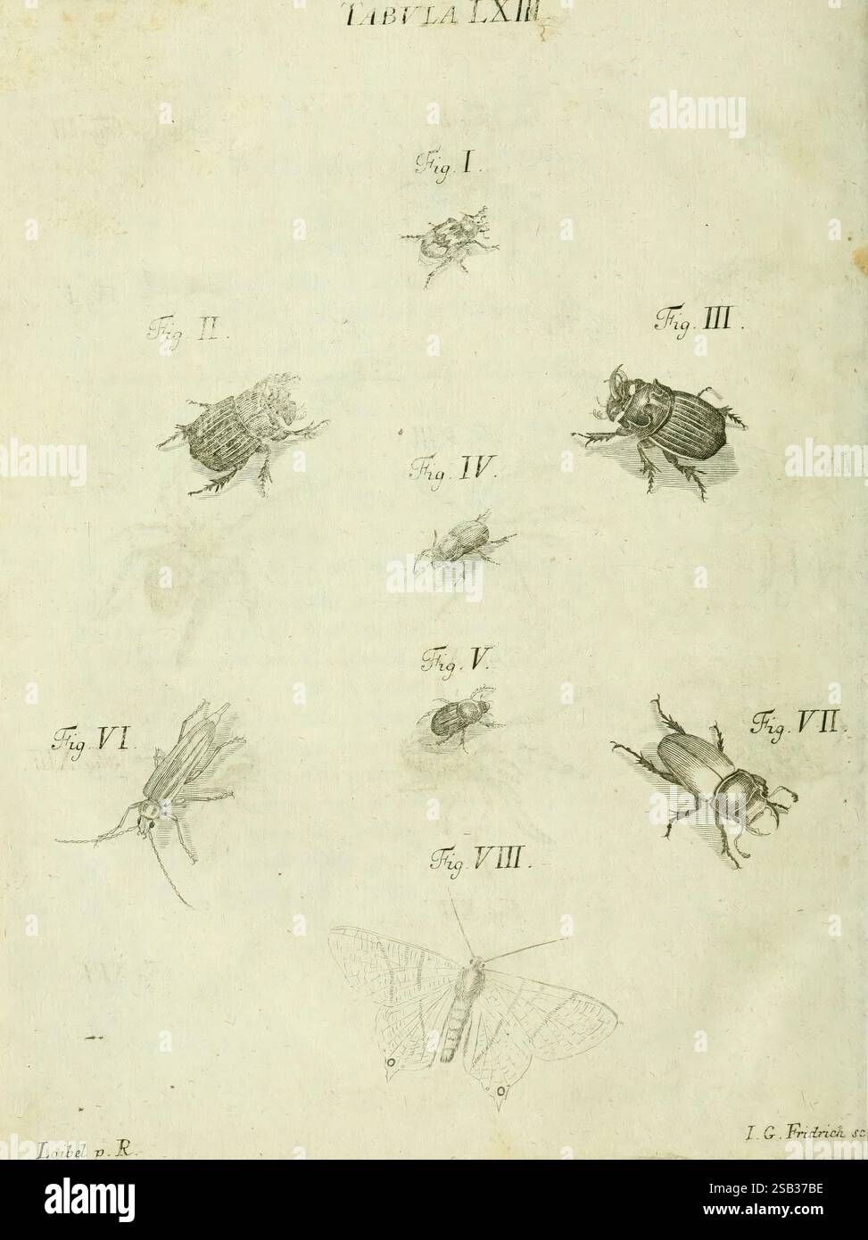 Iacobi Christiani Schaefferi Icones insectorum circa Ratisbonam ...