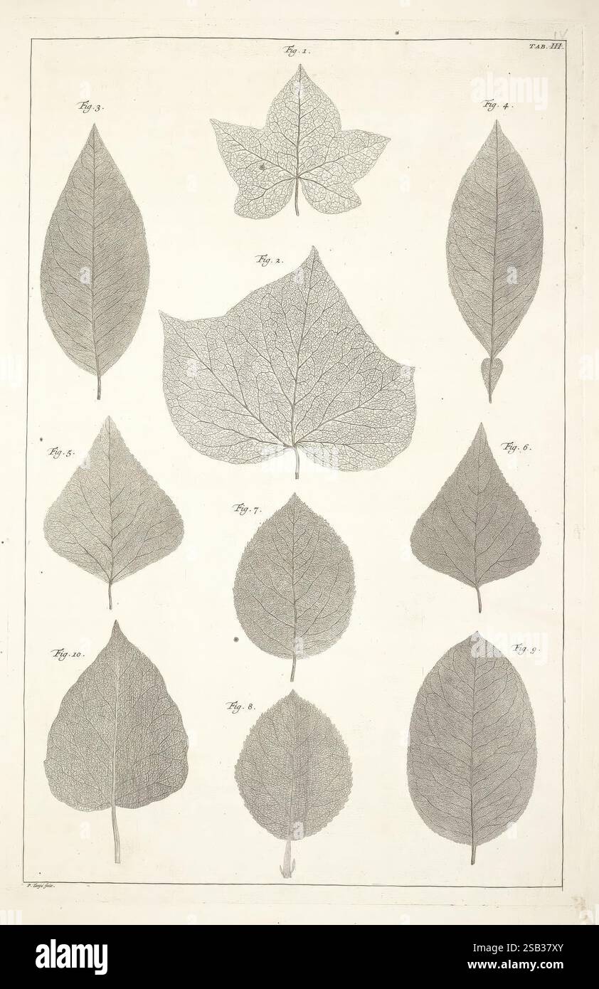 Leaves exhibit diverse shapes hi-res stock photography and images - Alamy