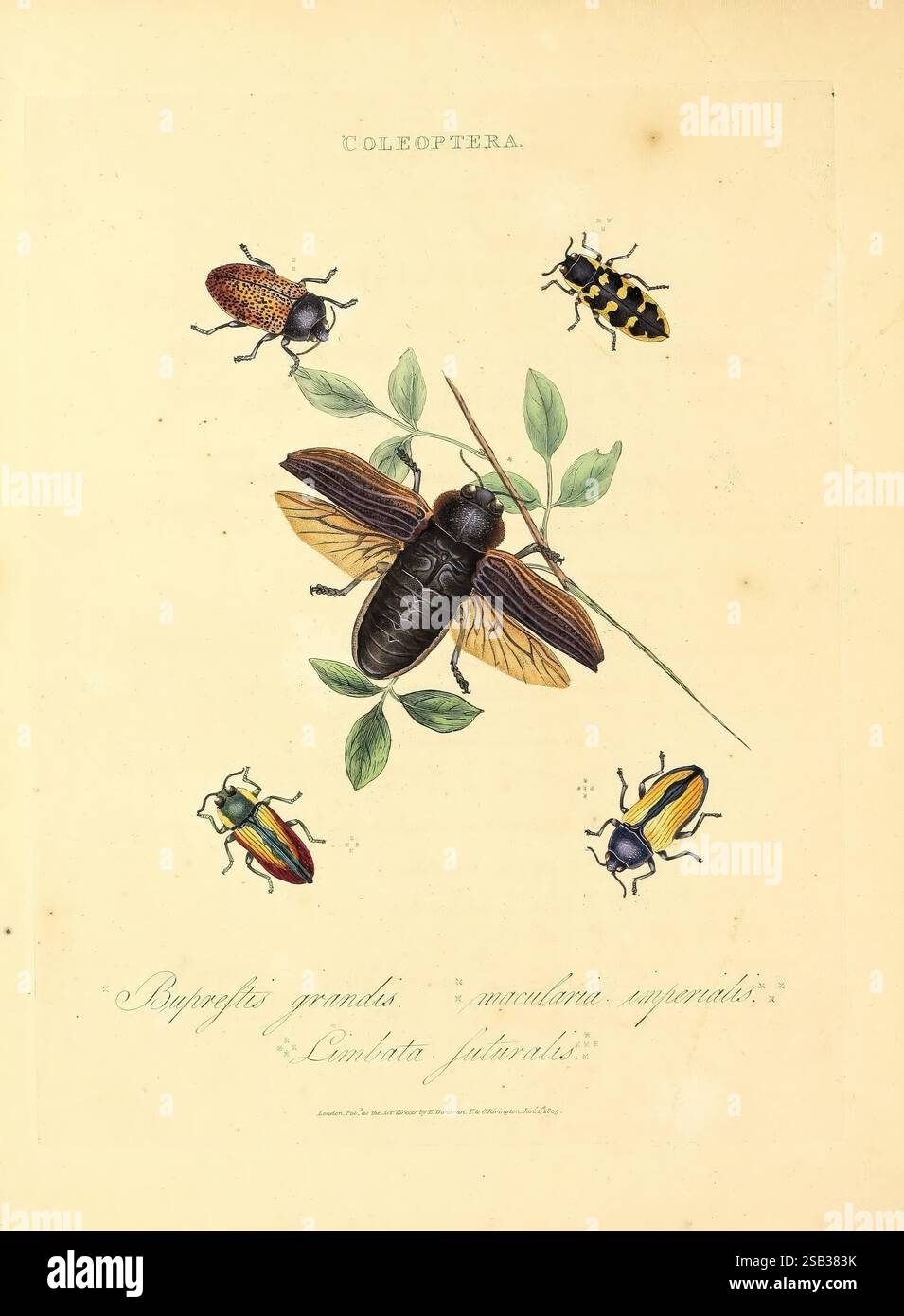 Polynesia Insects Temognatha limbata hi-res stock photography and images - Alamy