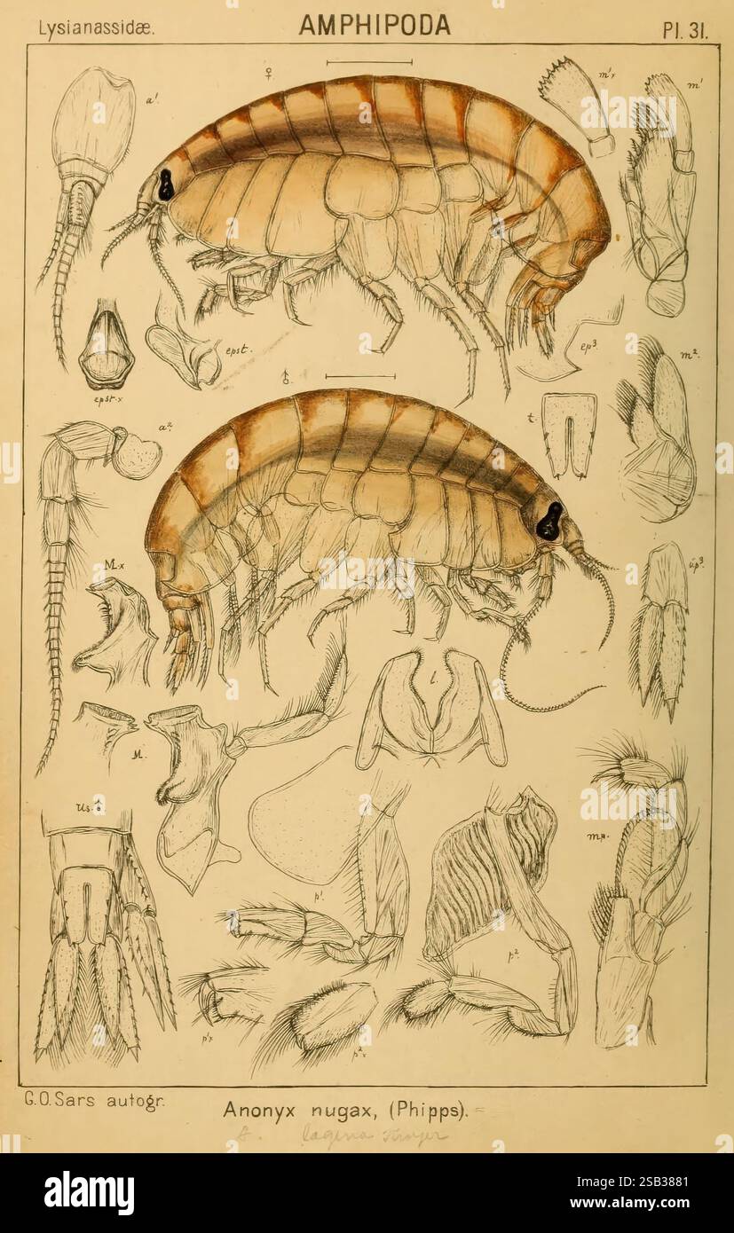 Crustacean Shell Like A Tube An account of the Crustacea of Norway Christiania, A. Cammermeyer, 1895 ...
