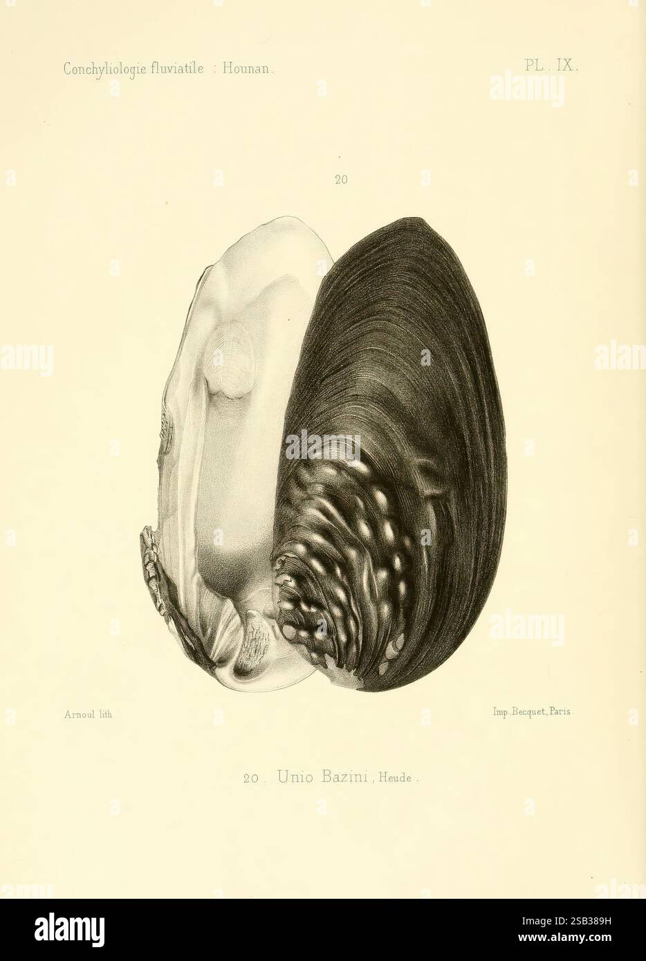 Unio bazini hi-res stock photography and images - Alamy