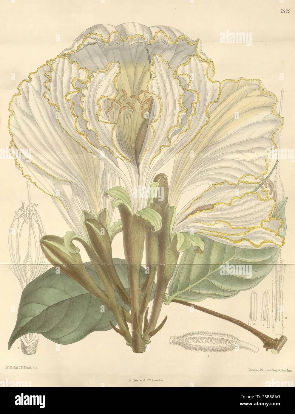 Golungo alto flowers taxonomy hi-res stock photography and images - Alamy