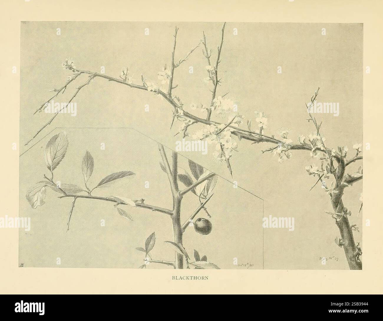 British Trees, London, Hutchinson, 1907, Great Britain, Trees, A delicate arrangement of branches showcases the beauty of nature, adorned with budding flowers and intricate leaves. The composition highlights the interplay between organic forms and the subtle details of each blossom, emphasizing the elegance of seasonal change. The background enhances the contrast, allowing observers to appreciate the textures and patterns present in the branches and foliage. The design invites contemplation of the intricacies of plant life, celebrating the quiet yet profound aspects of the natural world. Stock Photo