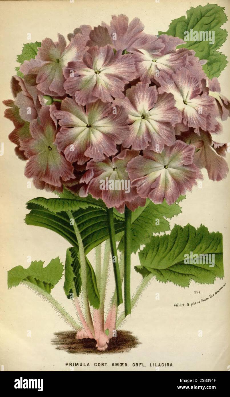 Flore des serres et des jardins de l'Europe A Gand, chez Louis van ...
