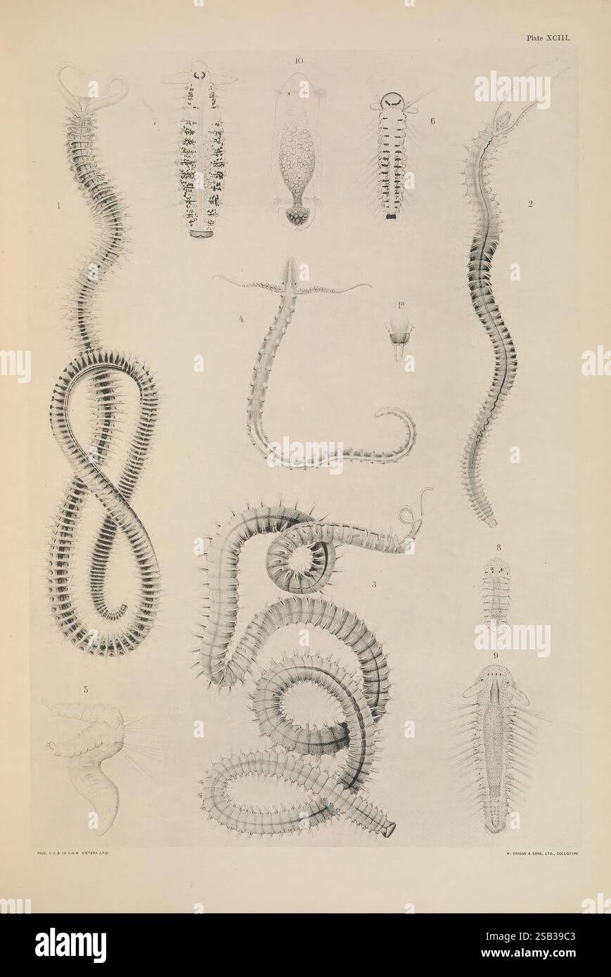 Polychaetae Labeled Organisms exhibit features hi-res stock photography and images - Alamy