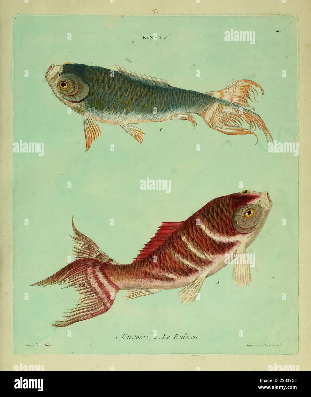 Distinct Fish Artwork features two distinct fish species elegantly illustrated hi-res ...