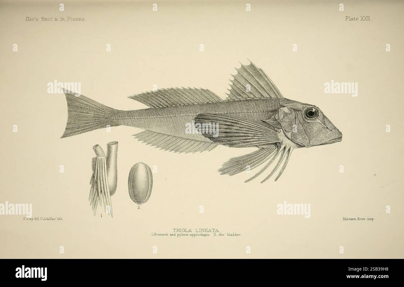 Fish Proportion Line Fishs physical characteristics hi-res stock photography and images - Alamy
