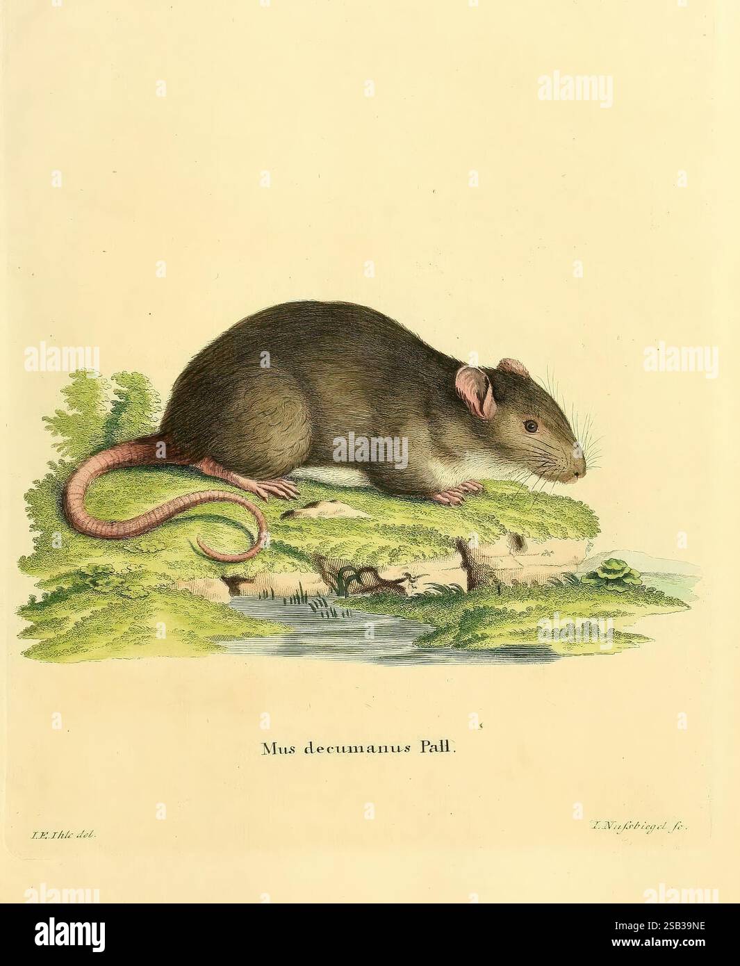 Rats fur texture hi-res stock photography and images - Alamy