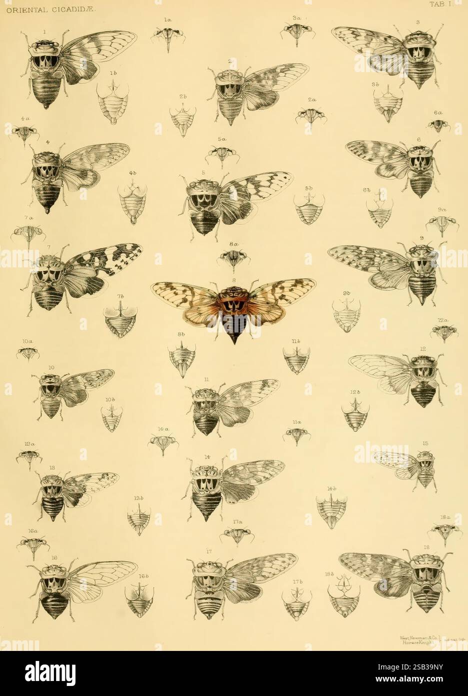 A monograph of oriental Cicadidae London, Printed by West, Newman & Co ...