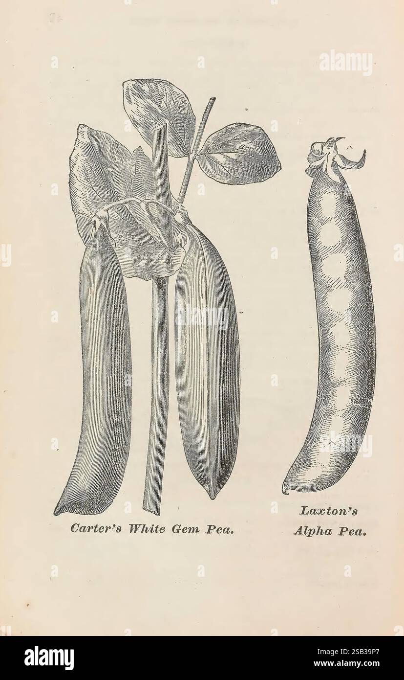 Pea cultivators hi-res stock photography and images - Alamy