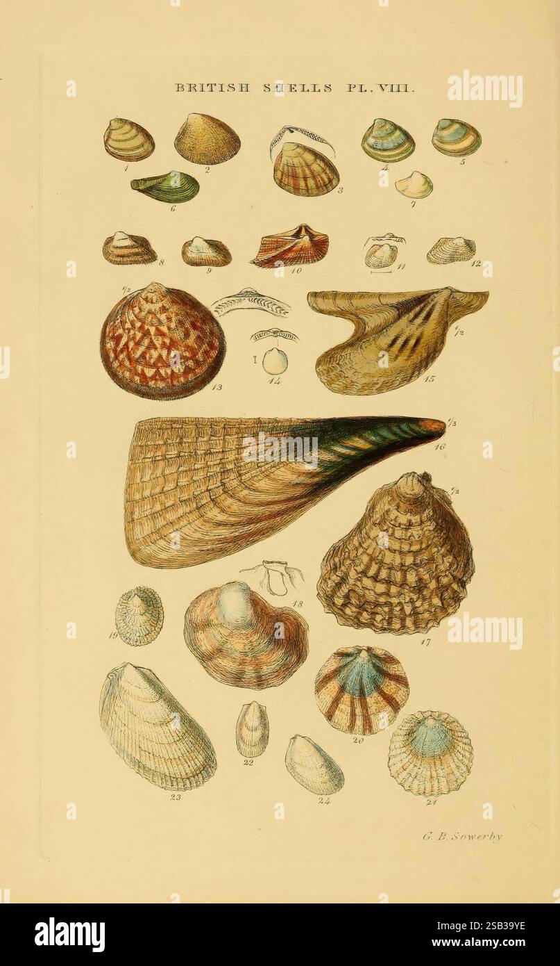 Marshall Shell Exhibiting diverse shapes hi-res stock photography and images - Alamy