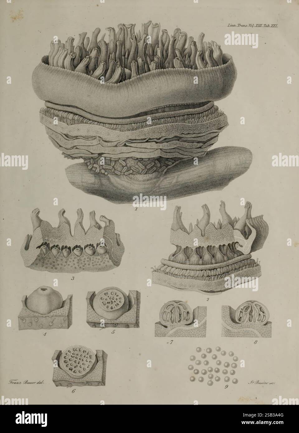 An, account, of, a, new, genus, of, plants, named, Rafflesia, London ...