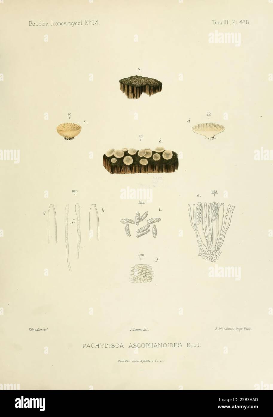 Icones mycologicæ, ou Iconographie des champignons de France ...