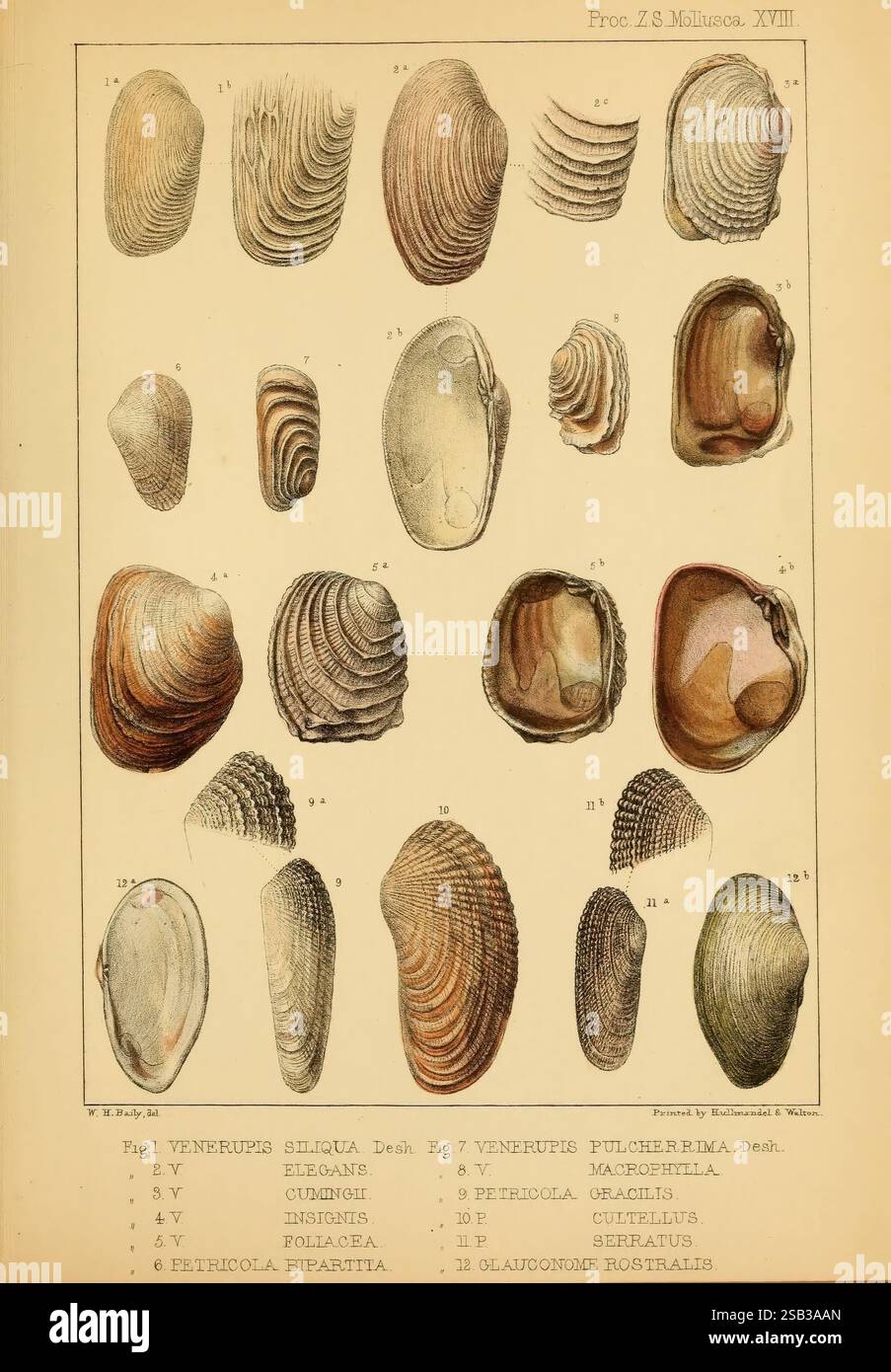 Various forms of bivalve shells hi-res stock photography and images - Alamy