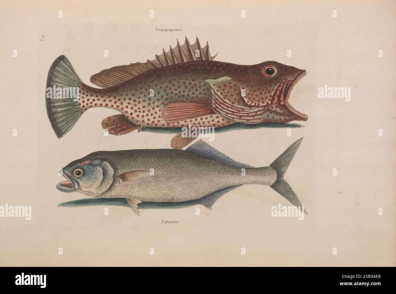 Artwork showcases two distinct fish species hi-res stock photography ...