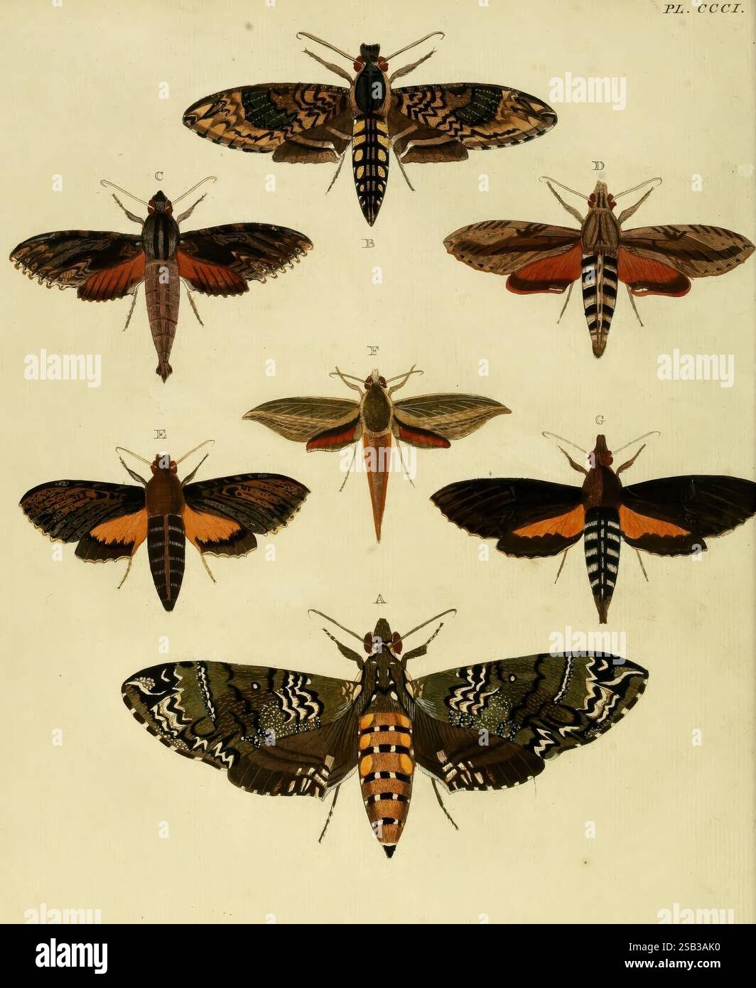 Different Moth Patterns Featuring intricate geometric patterns in various colors hi-res stock ...