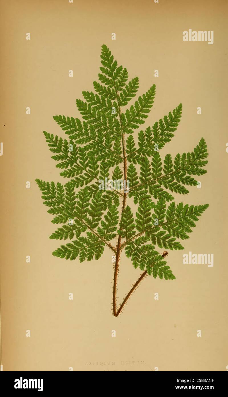 Ferns vibrant green hue hi-res stock photography and images - Alamy