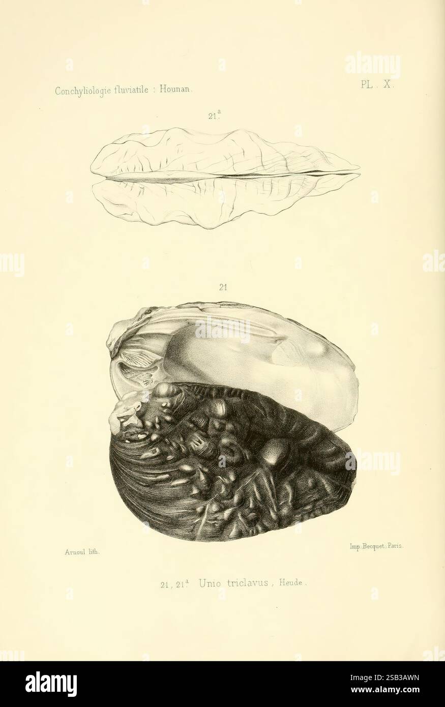 Conchyliologie fluviatile de la province de Nanking et de la Chine ...