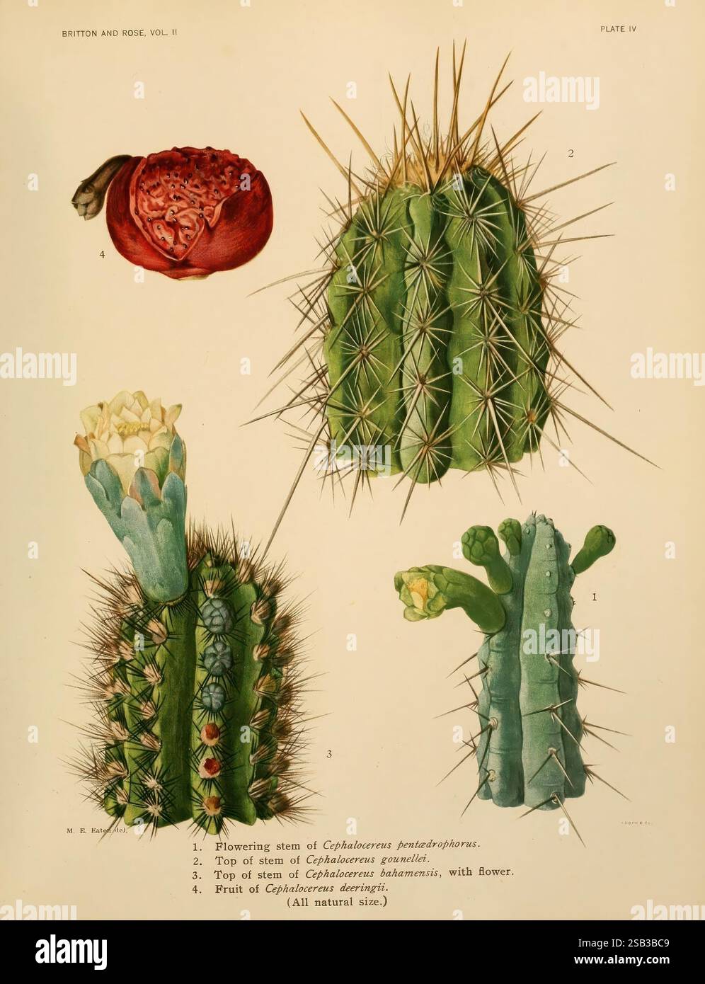 Detailed botanical study of Coryphantha pseudoperfusa showing flowering stem