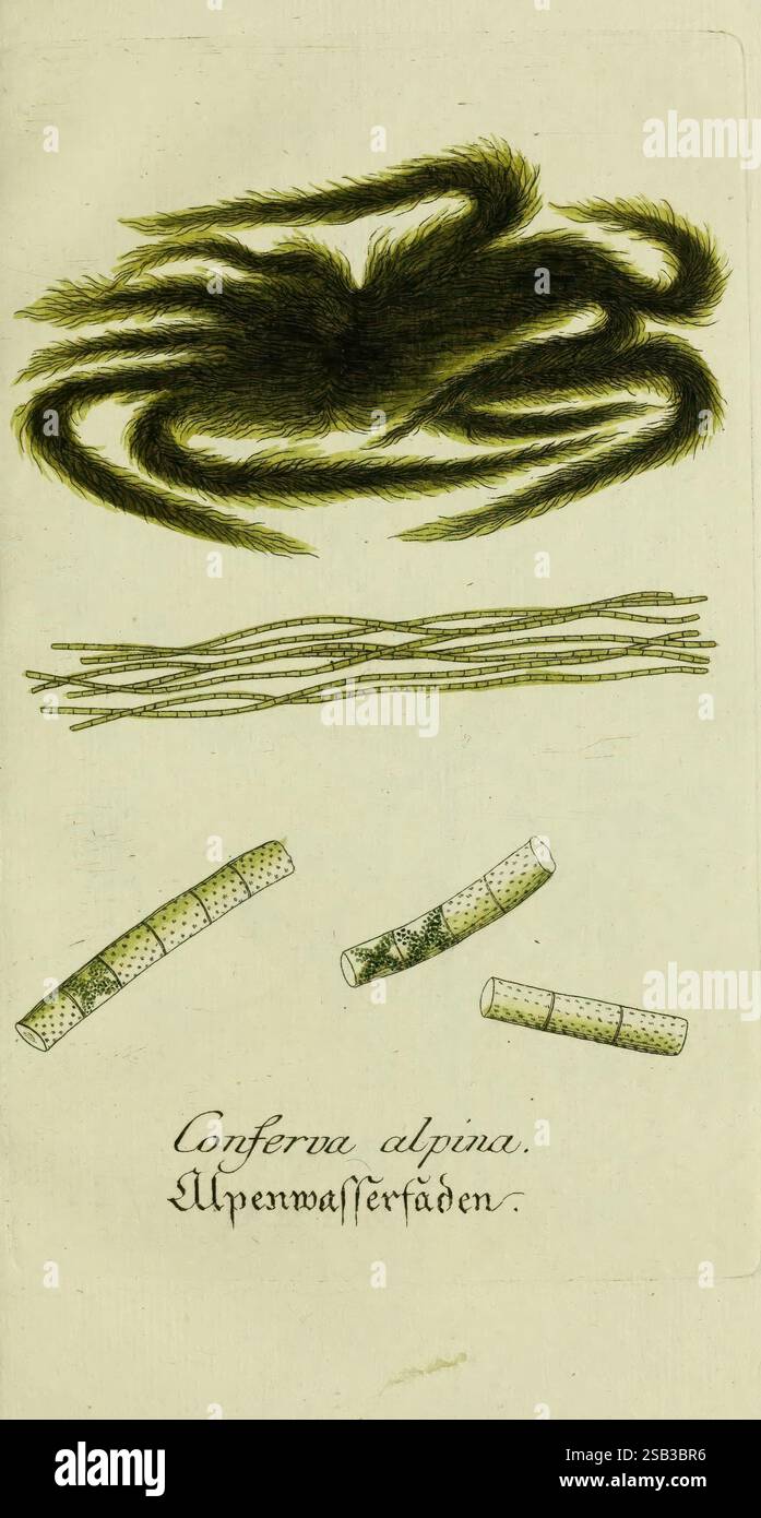 Plantarum indigenarum et exoticarum icones ad vivum coloratae, oder ...