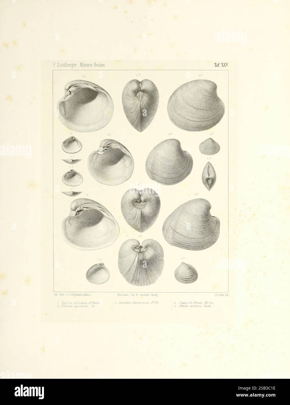 Specifically bivalves hi-res stock photography and images - Alamy