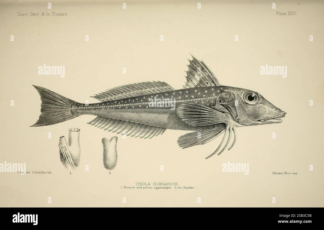 Pictorial fish identification hi-res stock photography and images - Alamy