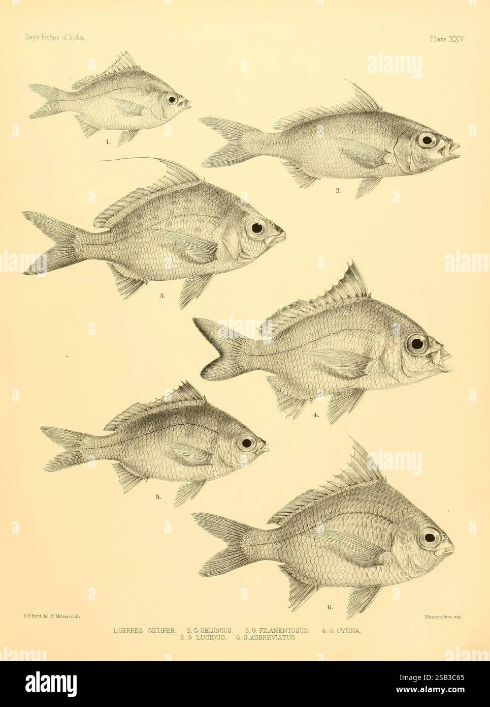 The fishes of India, [1875]-1878. India, Burma, Indian Ocean, Sri Lanka ...