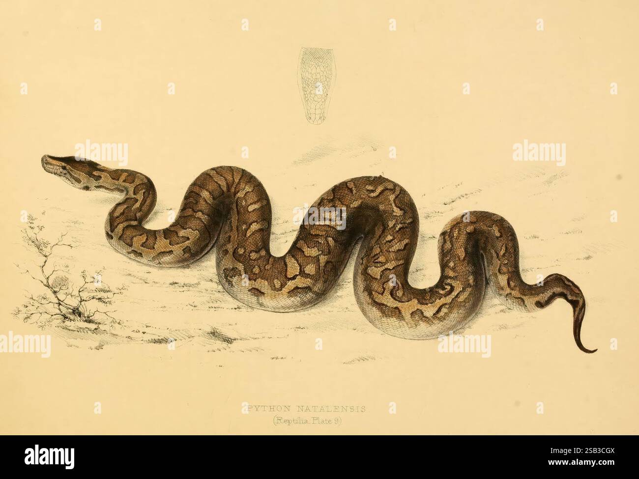 Detailed illustration hints hi-res stock photography and images - Alamy