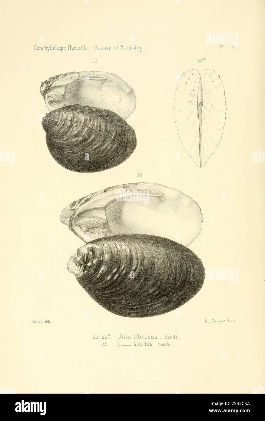 Species unio fibrosus hi-res stock photography and images - Alamy