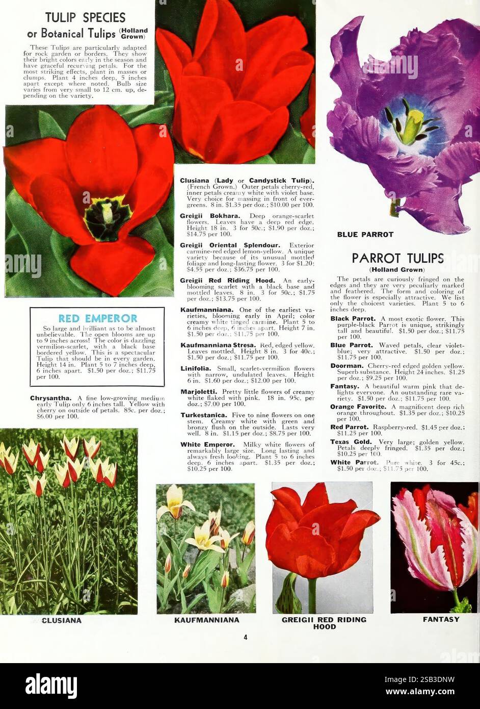 Fall, 1966, Washington, D.C, F.W. Bolgiano, 1966, trees, flower, seeds