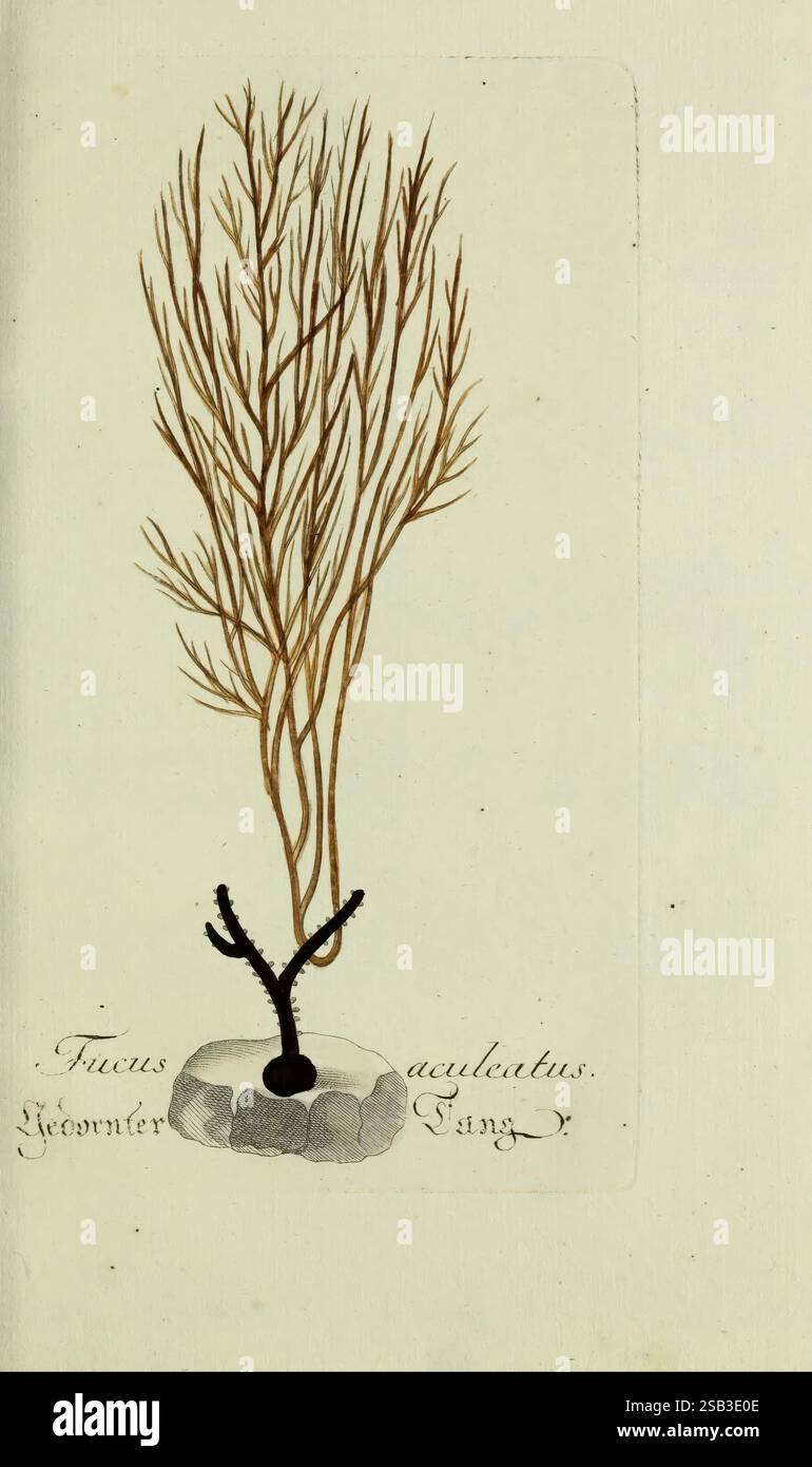 Liebhaber und beflissene der botanik plants fast hi-res stock ...