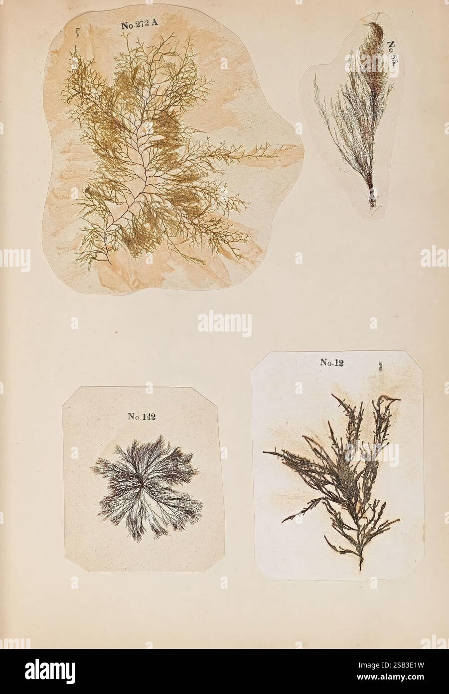 Specimen Structure Various botanical specimens labeled hi-res stock photography and images ...