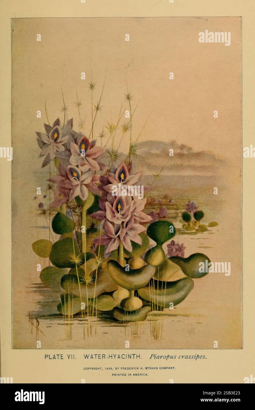 Hyacinth Structure A Guide to the Wild Flowers New York 1899 United States Wildflowers ...