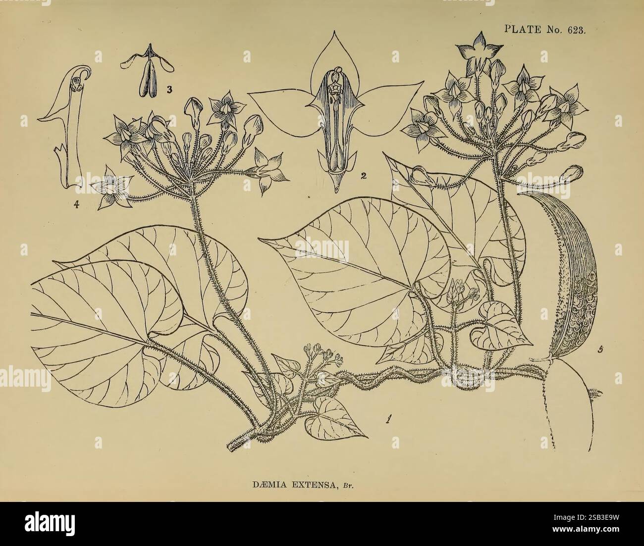Leaves exhibit different shapes hi-res stock photography and images - Alamy
