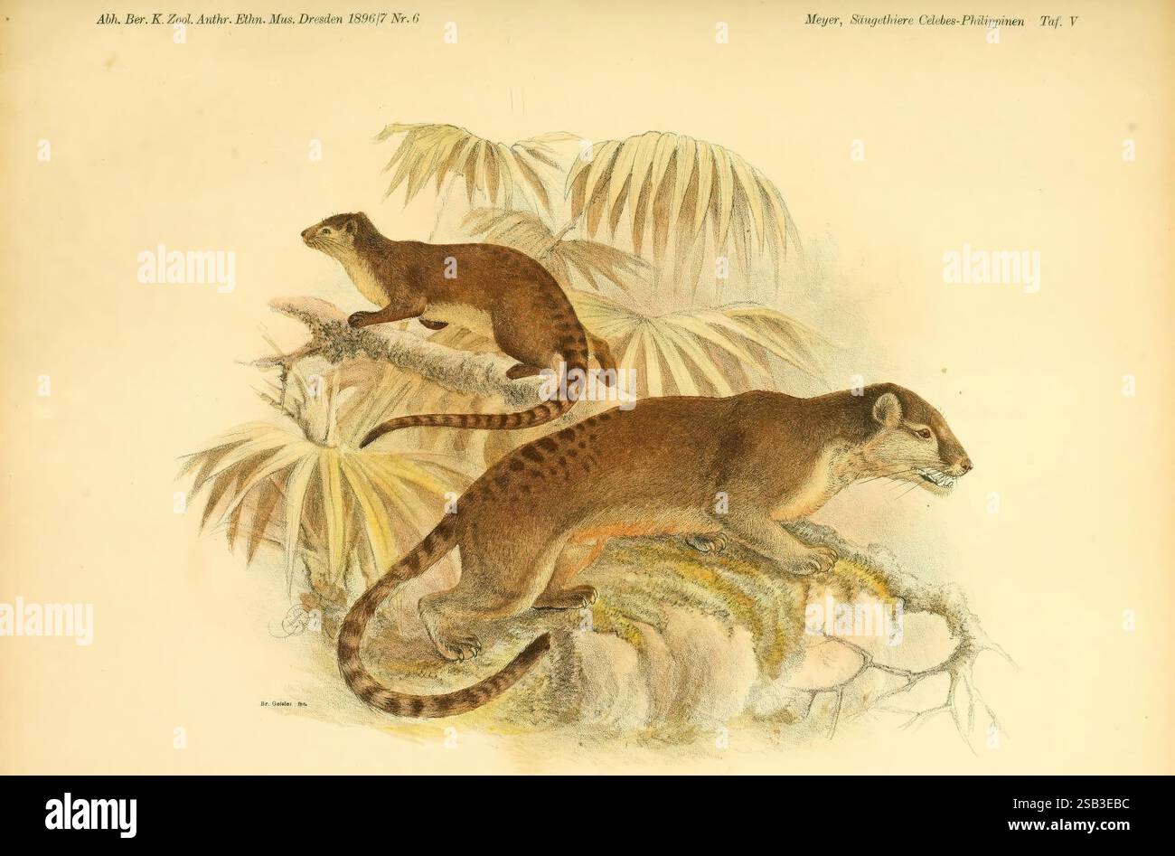 Illustration features two distinct mammals posed hi-res stock ...