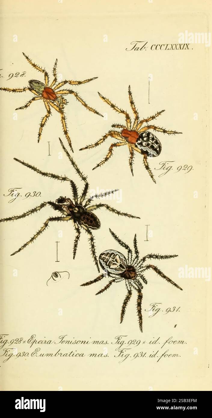 Die Arachniden, Nürnberg, In der C. H. Zeh'schen Buchhandlung, 1831-1848, arachnid, Arachnida, The image showcases a detailed illustration of four different species of spiders, each labeled with a unique figure number for identification. The spiders are depicted with intricate attention to their anatomical features, including distinct patterns on their abdomens and varying colorations. The top-left spider is characterized by a reddish-brown hue, while the others display a mix of dark and light patterns, showcasing the diversity within the spider family. Each figure is accompanied by a descript Stock Photo