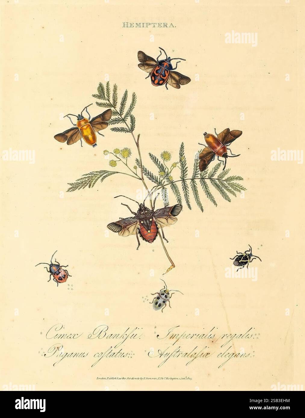 Polynesia Insects Coleotichus costatus hi-res stock photography and images - Alamy