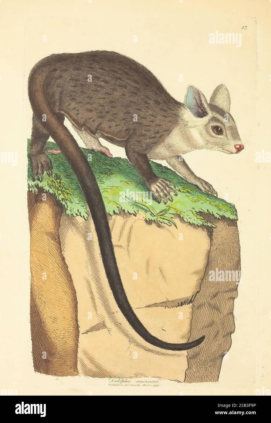 Zoology of New Holland, Vol. 1, London, Printed by J. Davis, published ...