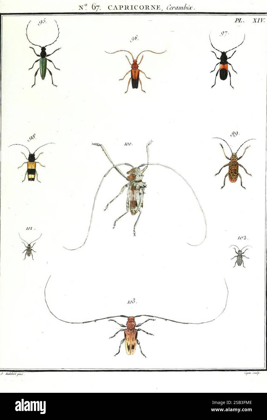 Entomologie ou Histoire naturelle des insectes, Paris, Imp. Baudouin