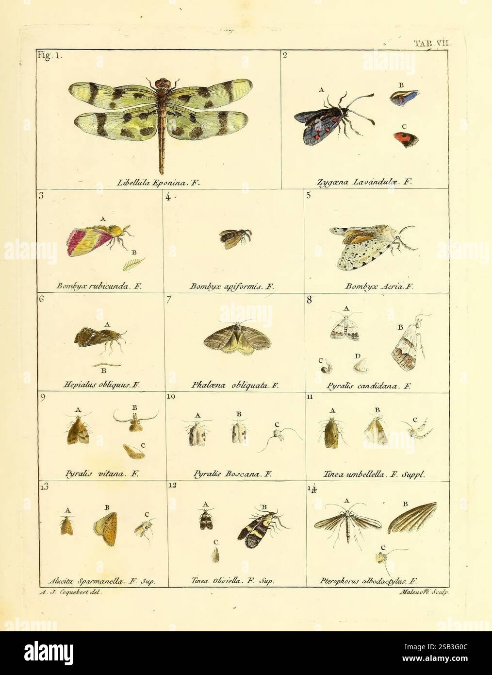 Illustratio iconographica insectorum quæ in Musæis Parisinis Parisiis ...