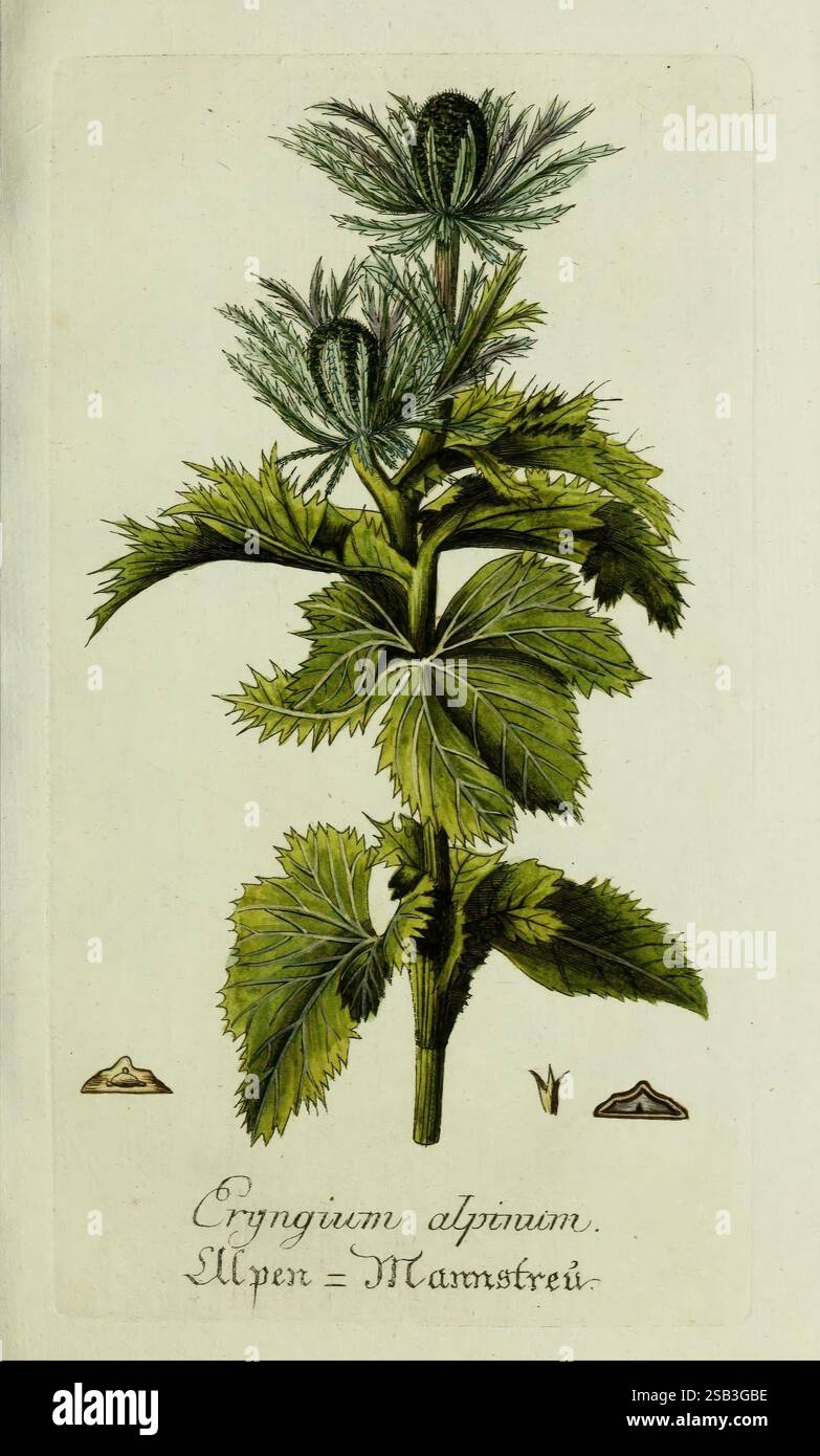 Plantarum indigenarum et exoticarum icones ad vivum coloratae, oder ...