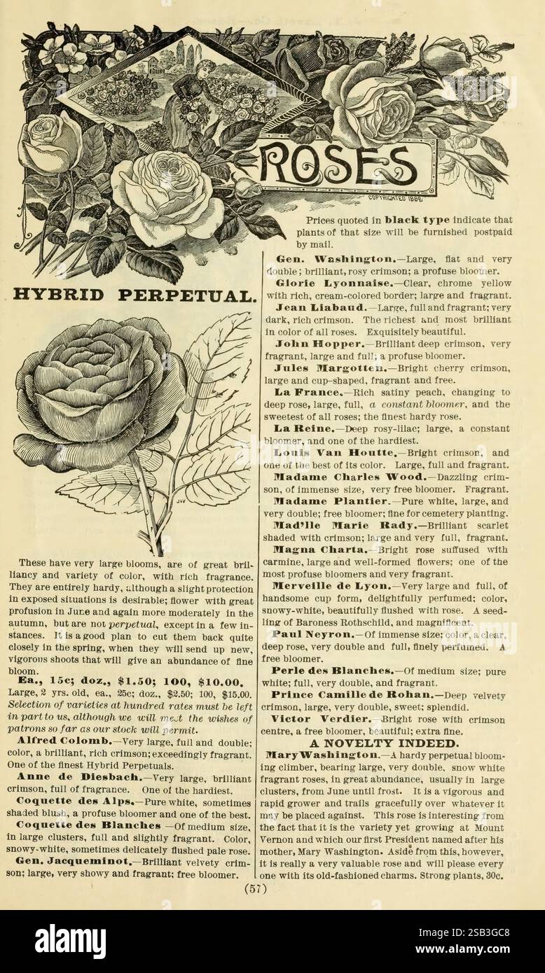 Roses amidst detailed descriptions hi-res stock photography and images ...