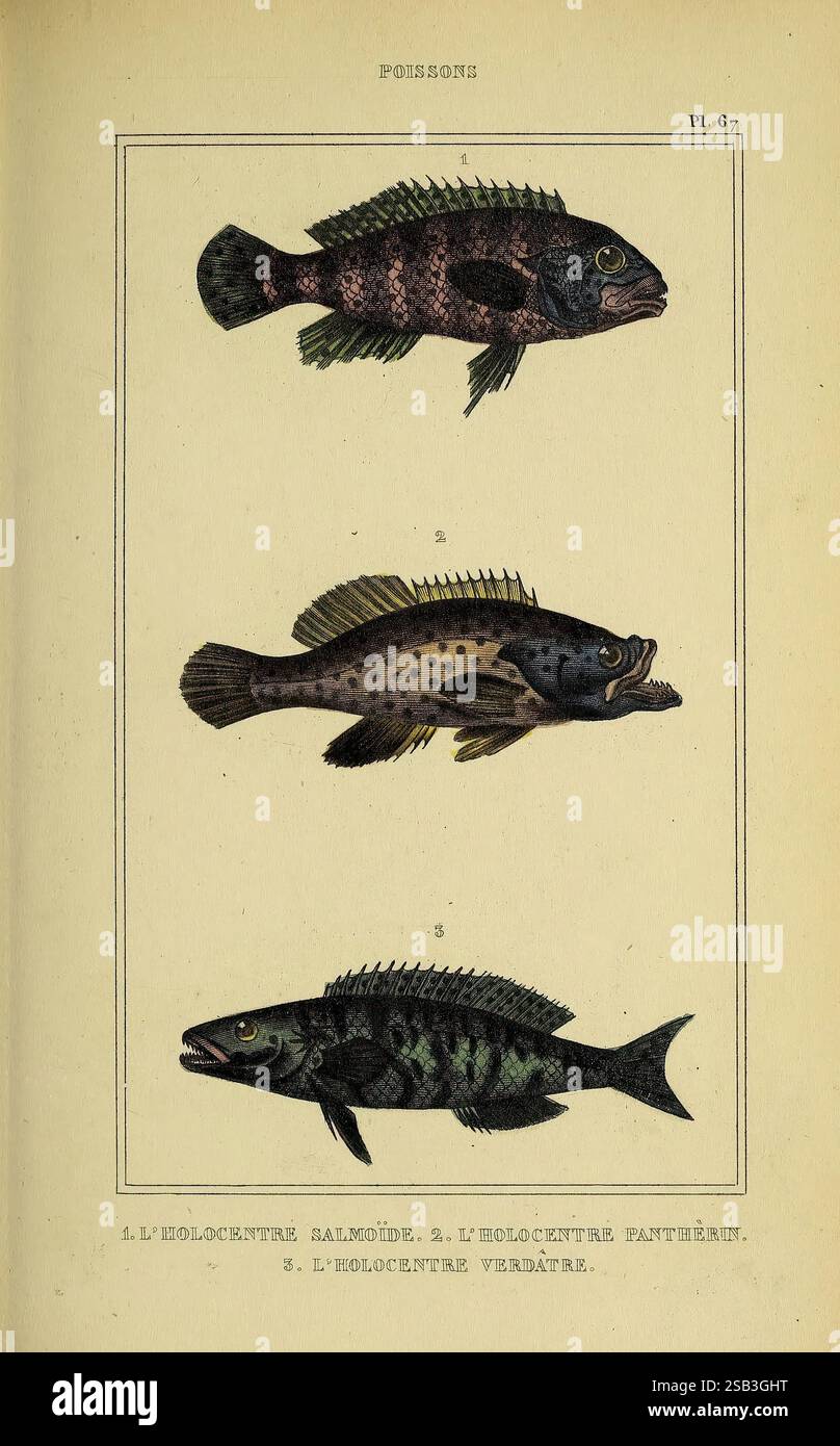 Distinct Fish Illustration displays three distinct fish species hi-res stock ...