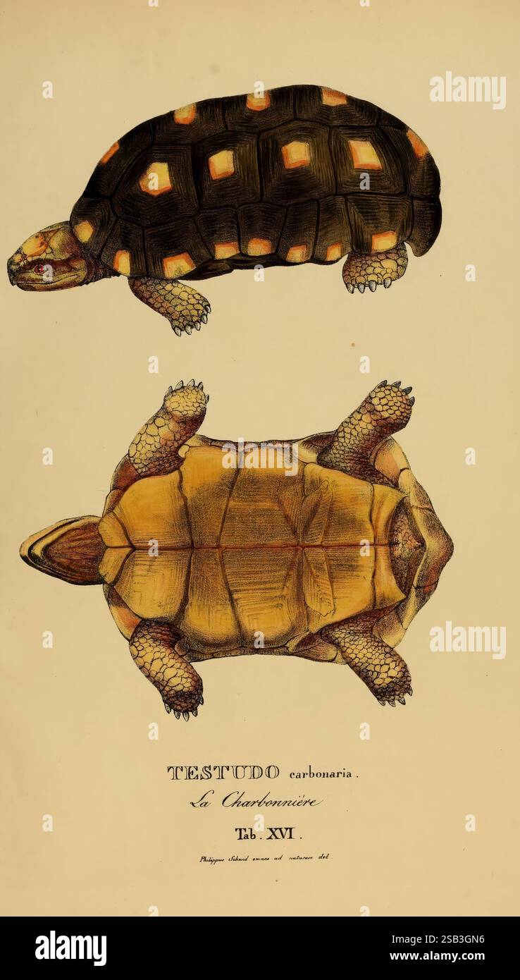 Tortoise Features Two distinct tortoise species hi-res stock photography and images - Alamy