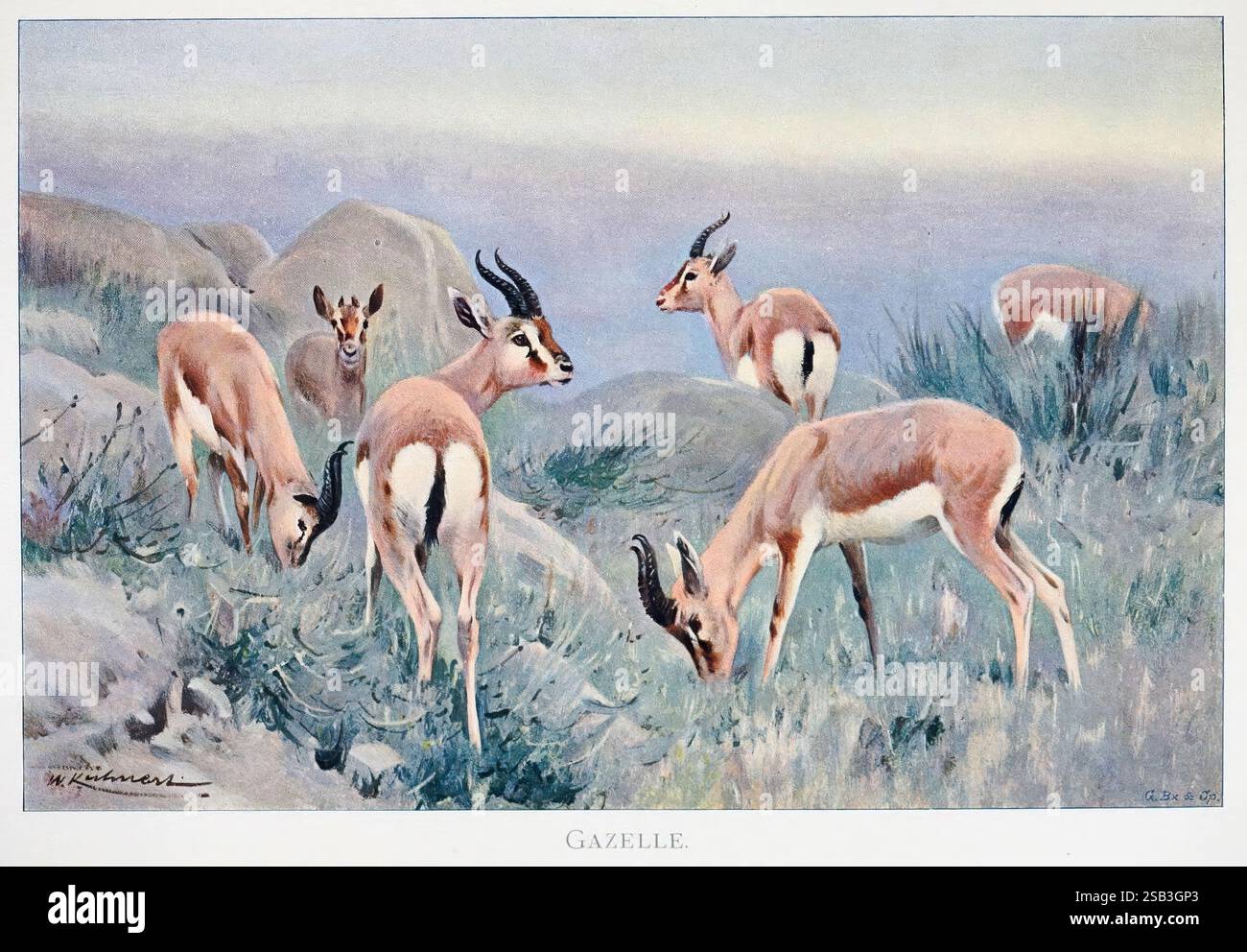 Rocky area gazelle hi-res stock photography and images - Alamy