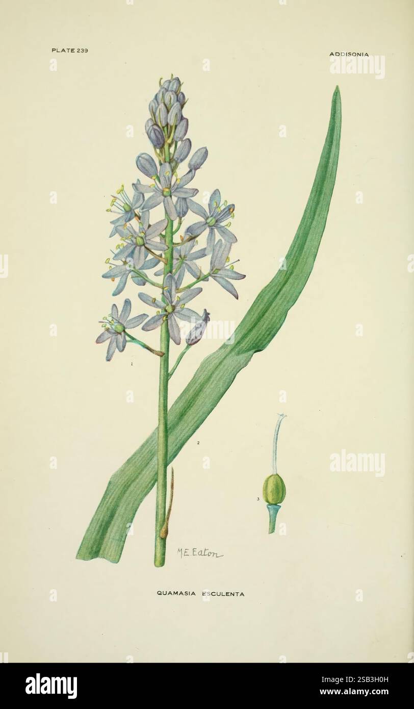 Addisonia, New York, New York Botanical Garden, 1916-1964, periodicals ...