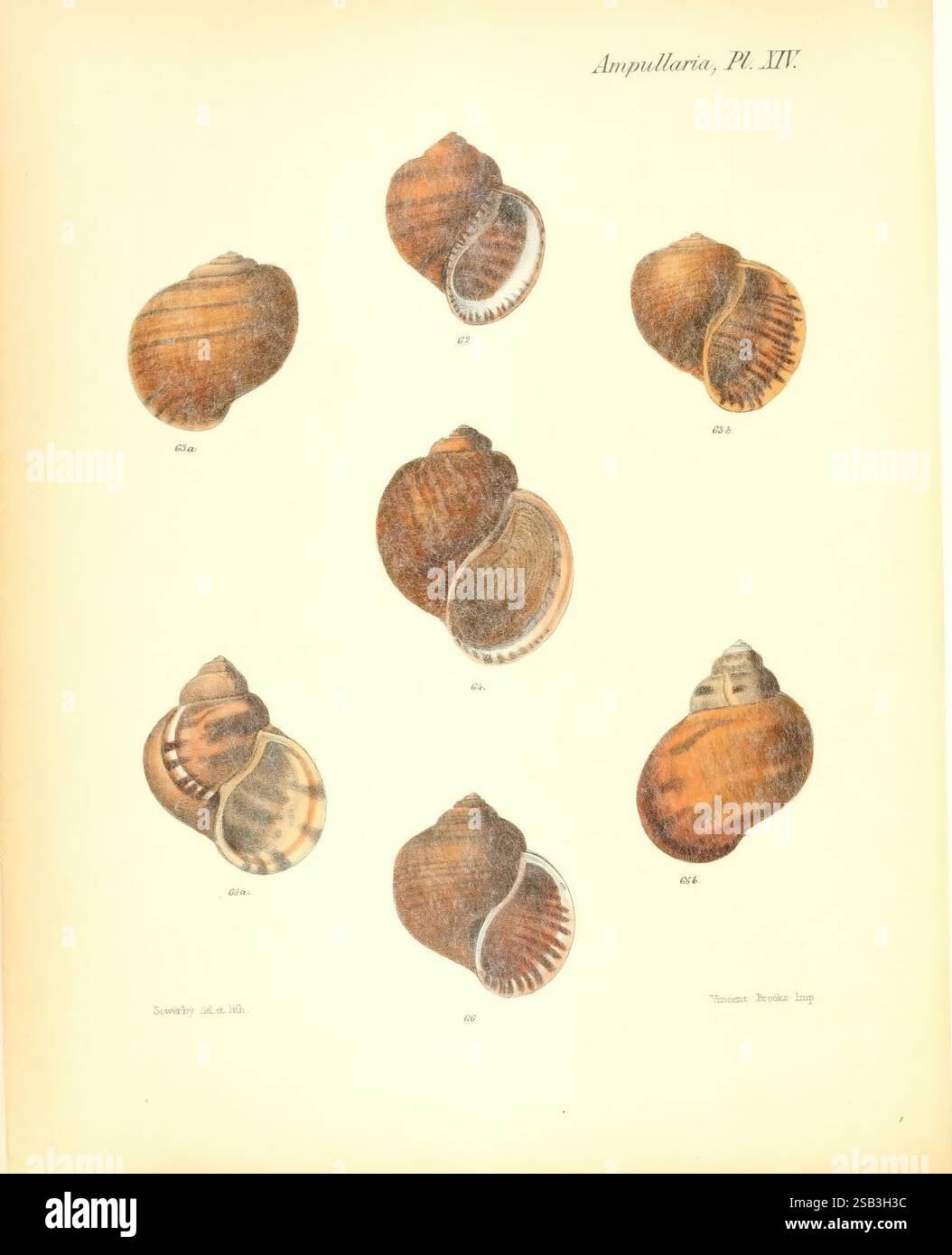 Aquatic species catalog hires stock photography and images Alamy